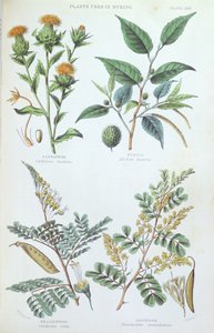 Pflanzen, die zum Färben verwendet werden, Tafel aus einer botanischen Studie, graviert von J. Bishop, 1872